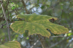 Vitis mustangensis