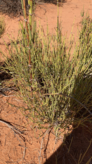 Ephedra viridis