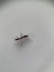 Odontomachus ruginodis