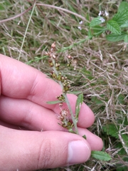 Gamochaeta americana