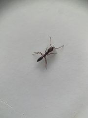 Odontomachus ruginodis