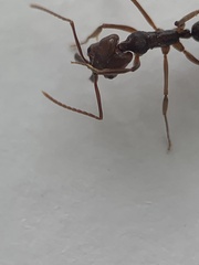 Odontomachus ruginodis