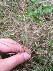 Gamochaeta americana