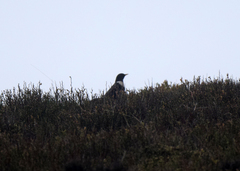 Turdus torquatus