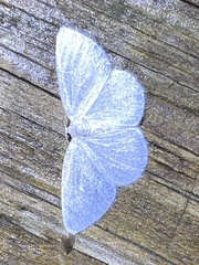 Protitame virginalis