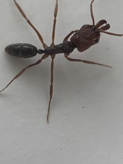 Odontomachus ruginodis