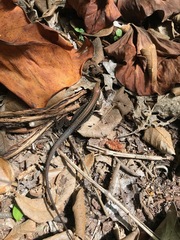 Holcosus quadrilineatus