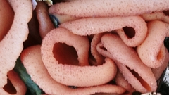 Phylloscypha phyllogena