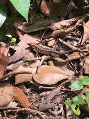 Holcosus quadrilineatus