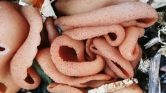 Phylloscypha phyllogena