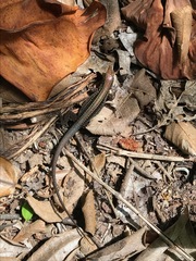 Holcosus quadrilineatus