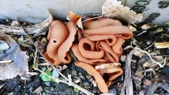 Phylloscypha phyllogena