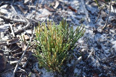 Selaginella arenicola