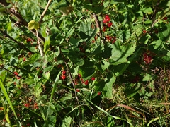 Ribes rubrum