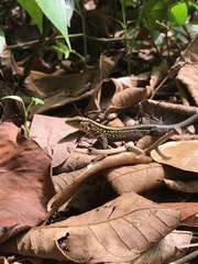 Holcosus quadrilineatus
