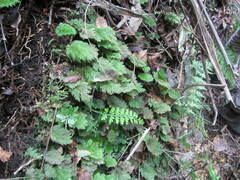 Dendrohypopterygium filiculiforme