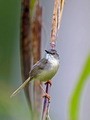 Prinia flaviventris