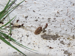 Vertigo pygmaea
