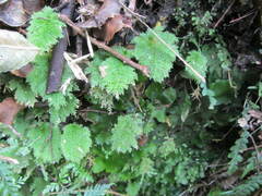 Dendrohypopterygium filiculiforme