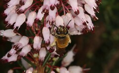Colletes succinctus