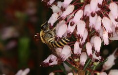 Colletes succinctus