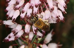 Colletes succinctus
