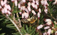 Colletes succinctus