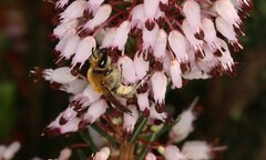 Colletes succinctus