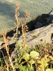 Boykinia richardsonii