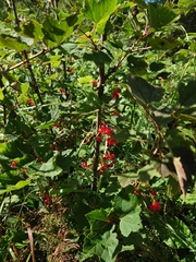 Ribes rubrum