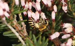 Colletes succinctus