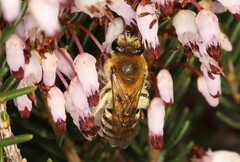 Colletes succinctus