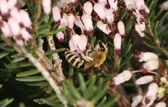 Colletes succinctus
