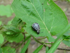 Leptinotarsa undecimlineata