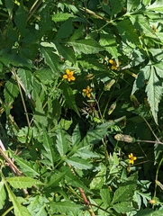 Bidens bipinnata