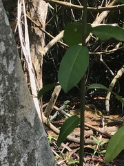 Basiliscus plumifrons