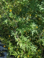 Bidens bipinnata