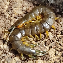 Scolopendra viridis