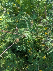 Bidens bipinnata