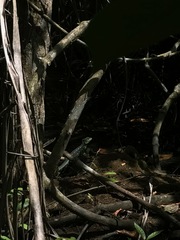 Basiliscus plumifrons