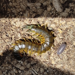 Scolopendra viridis