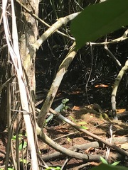 Basiliscus plumifrons