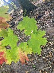 Acer platanoides