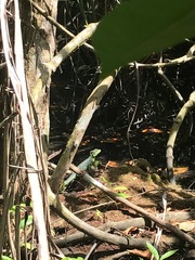 Basiliscus plumifrons