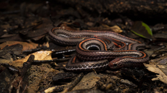 Calliophis intestinalis