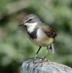 Motacilla capensis capensis