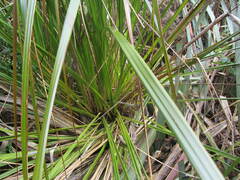 Cyperus ustulatus