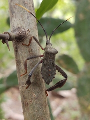 Acanthocephala alata