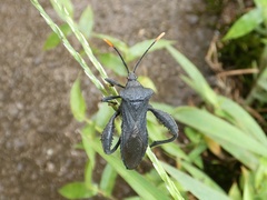 Piezogaster chiriquinus