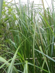 Cyperus ustulatus